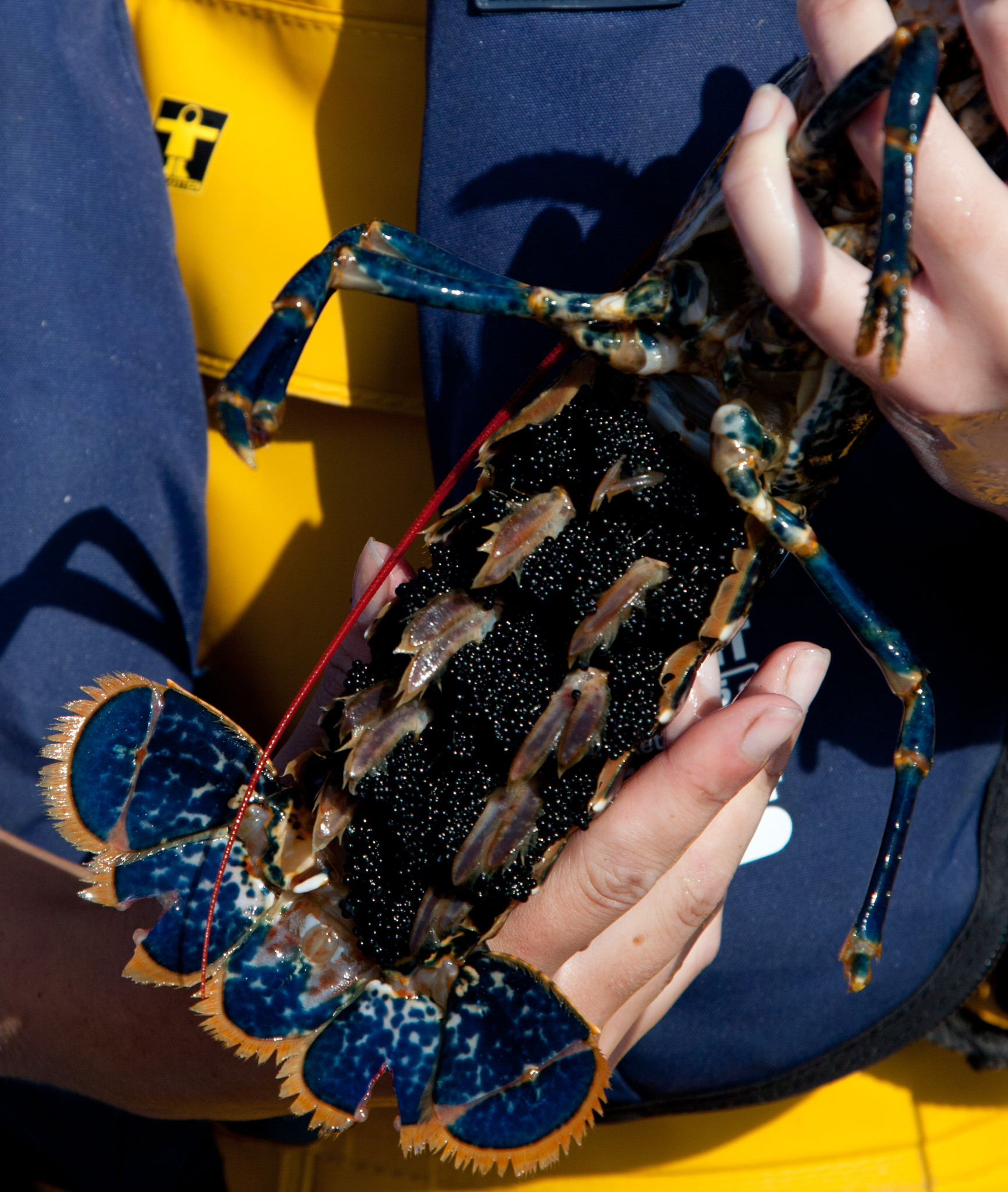 Shetland fishermen ban landing of berried lobsters SSMO