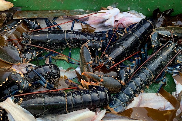 Lobsters freshly caught off Burra